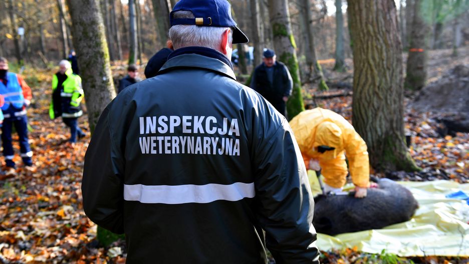 Wirus ASF nie stanowi zagrożenia dla zdrowia i życia człowieka.