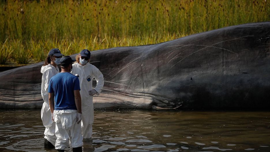 Wieloryb nie przeżył. (Zdjęcie ilustracyjne)