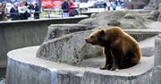 Niedźwiedzie znikną z warszawskiej Pragi