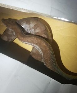 1,5-metrowy wąż na warszawskiej Woli. "Ssssssprawa w toku"