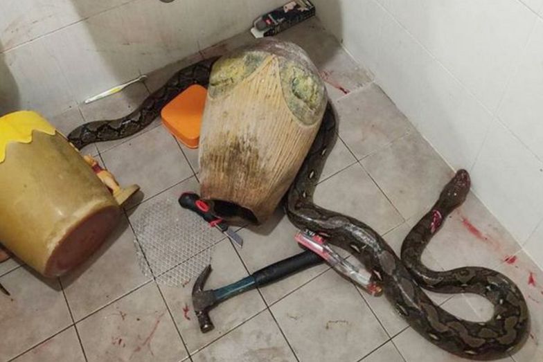 Matka stoczyła walkę na śmierć i życie z gigantycznym wężem