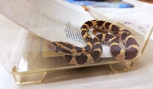 Warszawa. Mieszkanka Białołęki znalazła węża na klatce schodowej. "Był lekko ospały"