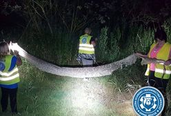 Gassy. Trwają poszukiwania 6-metrowego pytona, może być wygłodniały