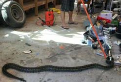 "Lato uciekających węży". Warszawski pyton nie jest jedyny