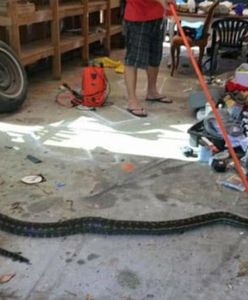 "Lato uciekających węży". Warszawski pyton nie jest jedyny