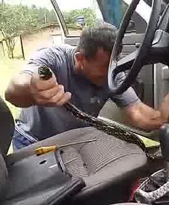 Wąż w samochodzie brazylijskiego kierowcy