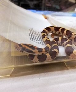 Warszawa. Mieszkanka Białołęki znalazła węża na klatce schodowej. "Był lekko ospały"