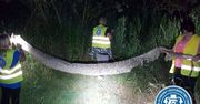 Gassy. Trwają poszukiwania 6-metrowego pytona, może być wygłodniały