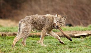 Nowa teoria w sprawie wilka z Bieszczad. Był karmiony, aby fotografowie pstrykali zdjęcia