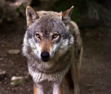 Wilki przez cztery dni czekały na okazję do ataku. Dramatyczna relacja rolniczki z Bieszczad