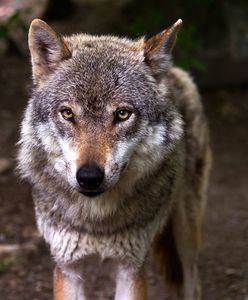 Świętokrzyskie. Wilk uwięziony we wnykach