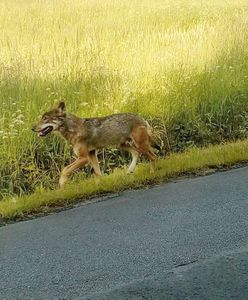 Wilki zagryzły psa. Gospodarz: "Nie miał szans"