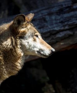 Opolskie. Myśliwy zastrzelił wilka. Twierdzi, że przez pomyłkę