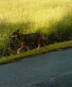 Nowe informacje o wilku, który pogryzł dzieci w Bieszczadach