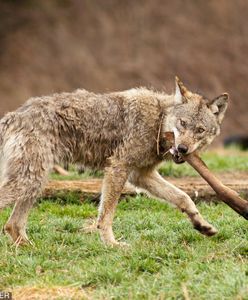 Nowa teoria w sprawie wilka z Bieszczad. Był karmiony, aby fotografowie pstrykali zdjęcia