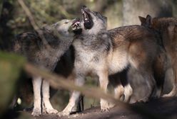 Trzylatek pogryziony przez wilka w ZOO