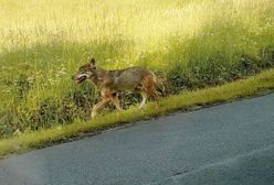 Wilki zagryzły psa. Gospodarz: "Nie miał szans"