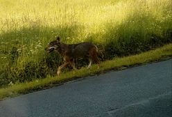 Nowe informacje o wilku, który pogryzł dzieci w Bieszczadach