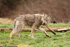 Nowa teoria w sprawie wilka z Bieszczad. Był karmiony, aby fotografowie pstrykali zdjęcia