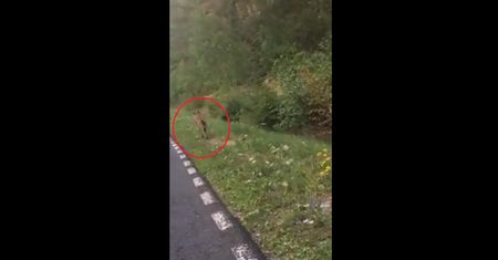 "Sadyści" znęcali się nad wilkiem. Sprawą może zająć się prokuratura