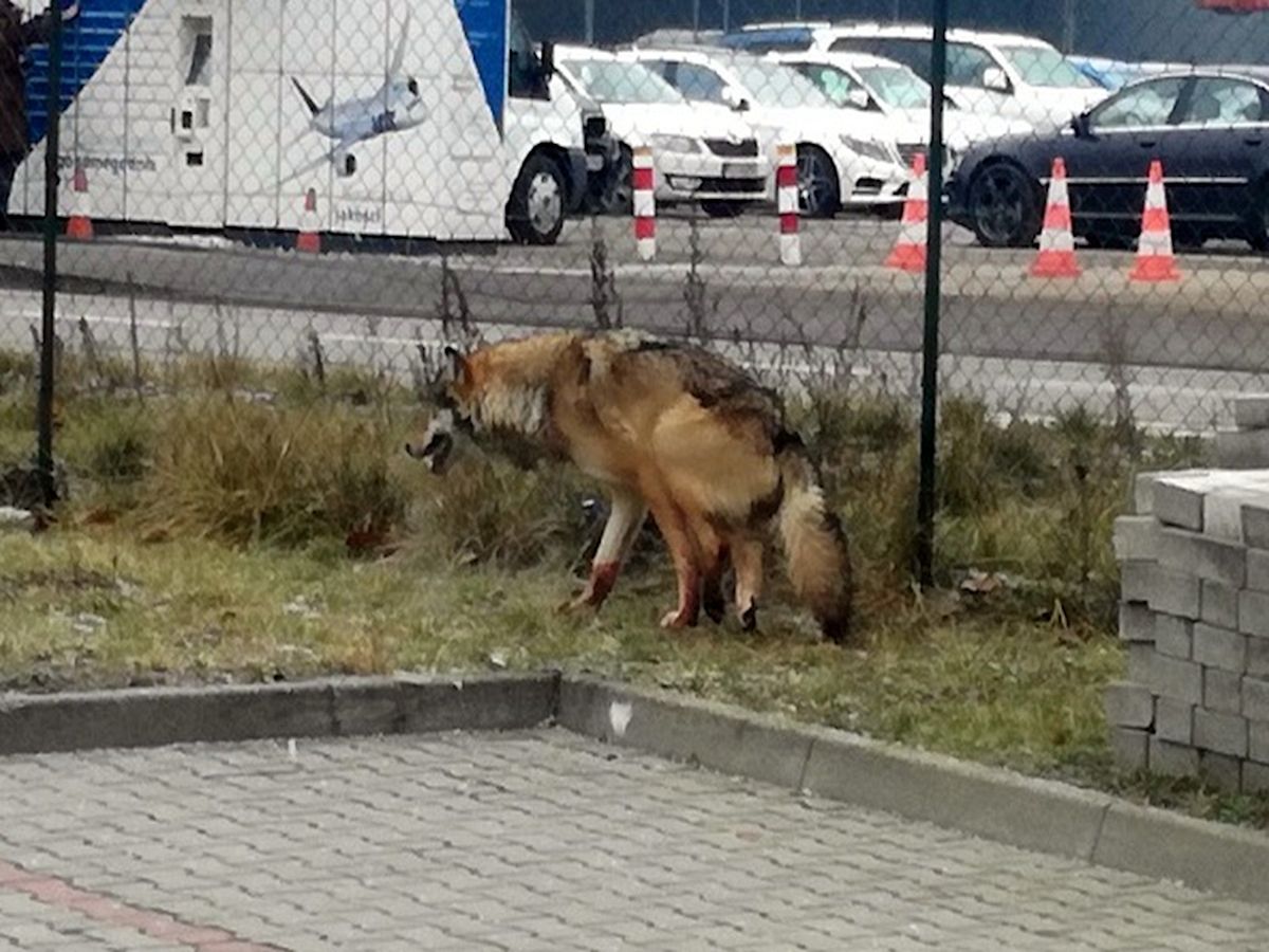 Ranny drapieżnik w Warszawie. Trzeba było wezwać łowczego