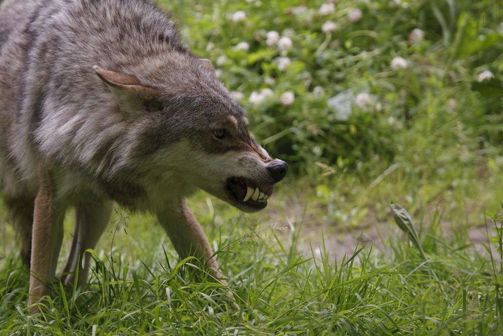 Wilki zjadły im psa. Nagłośnili sprawę i spadła na nich fala hejtu