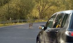 "Zwierzę prawdopodobnie zostało skrzywdzone przez człowieka". Wilk miał wyłamane kły