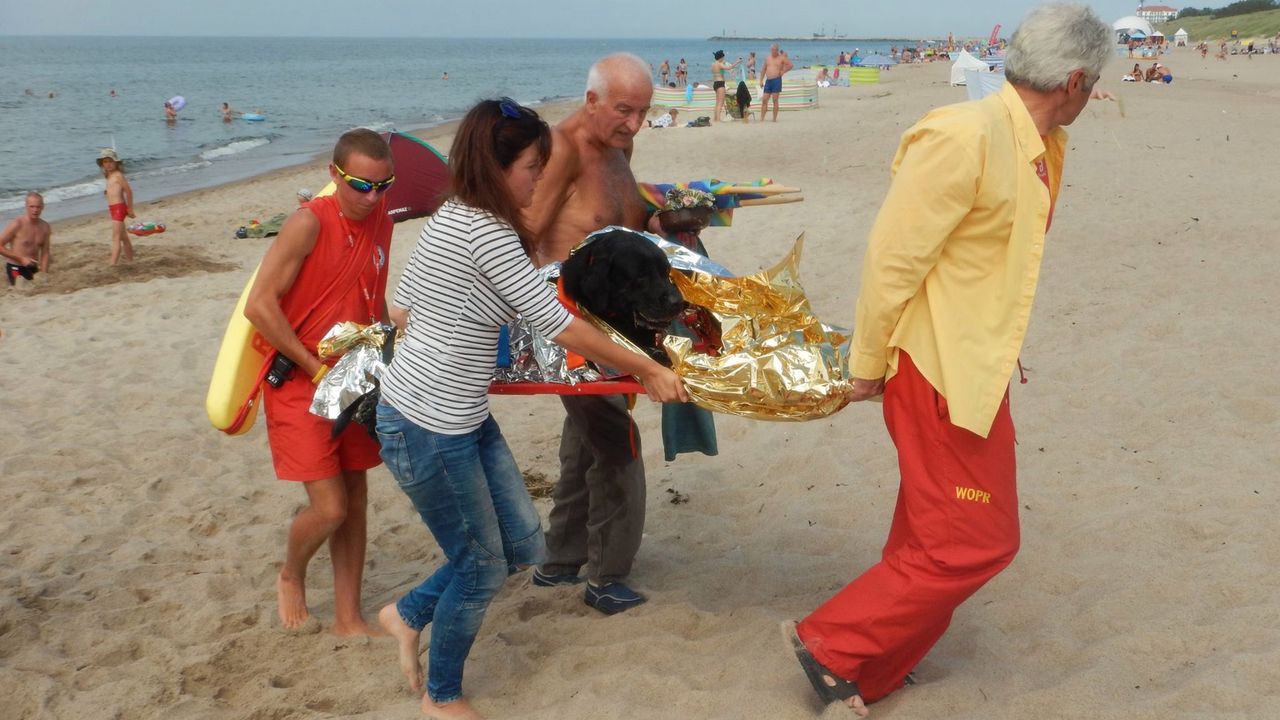 Labrador dostał zawału na plaży. WOPR uratował zwierzę