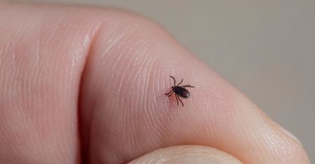 Weź z kuchennej szafki i zrób spray. Kleszcze będą uciekać od ciebie, bo nienawidzą tej przyprawy