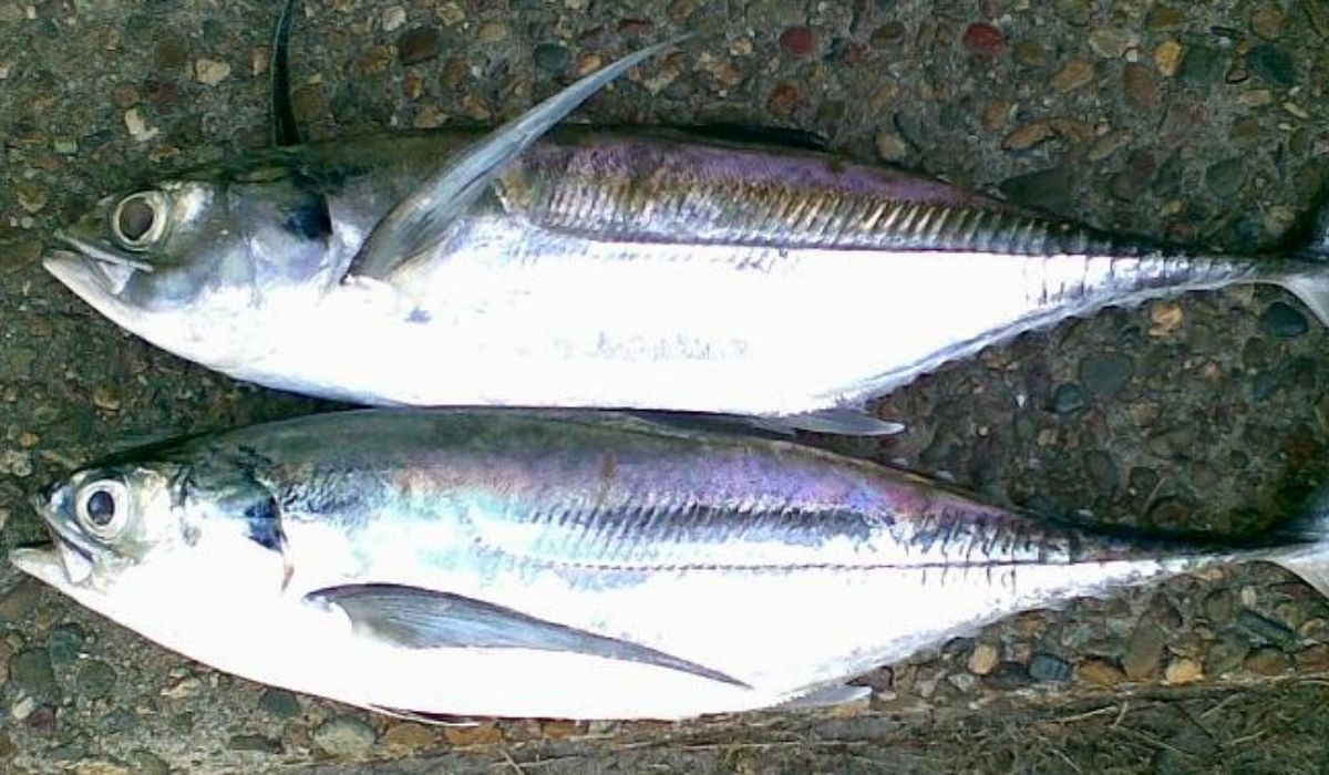 Panga to najgorsza ryba nad Morzem (Wikimedia Commons)