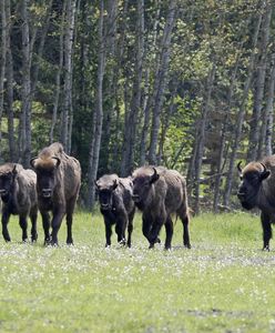 Naukowcy uzyskali zarodek żubra "z probówki"