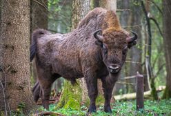 Kilkadziesiąt żubrów do odstrzału. Generalna Dyrekcja Ochrony Środowiska wydała zgodę
