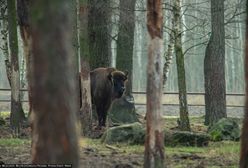 Sprawa żubra z odciętą głową w Dąbrównie. Policja zatrzymała podejrzanych