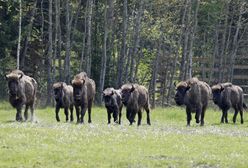 Naukowcy uzyskali zarodek żubra "z probówki"