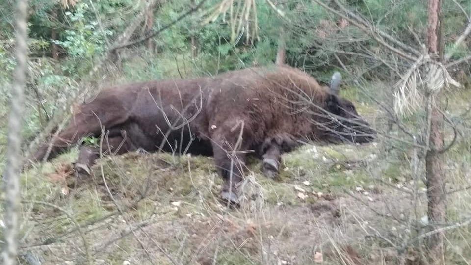 Żubr nie przeżył zderzenia z samochodem