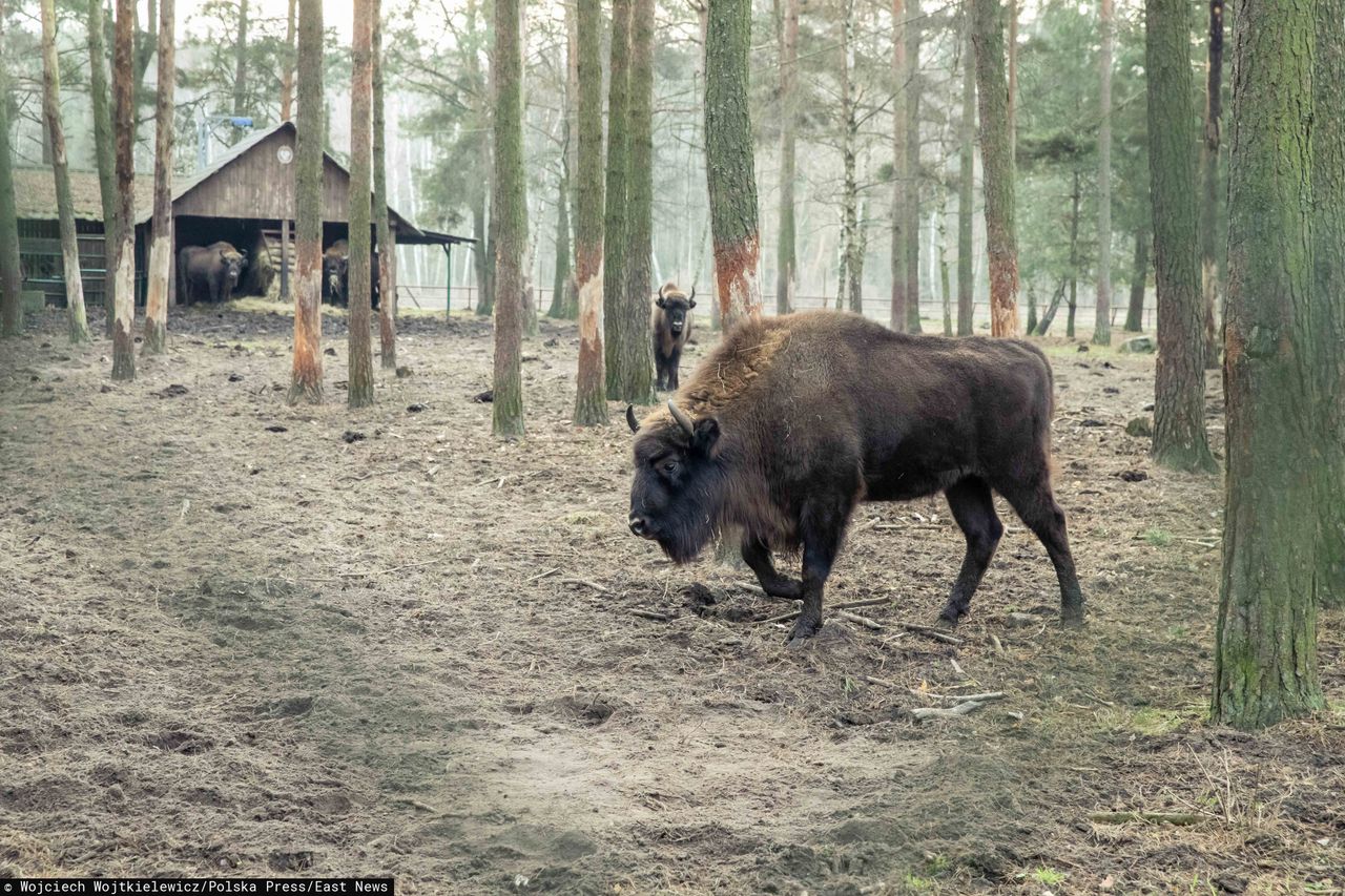 Martwy żubr w Puszczy Białowieskiej. "Pękło mu serce"