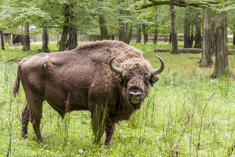 Puszcza Białowieska - bezprawnie wpisana na listę UNESCO?