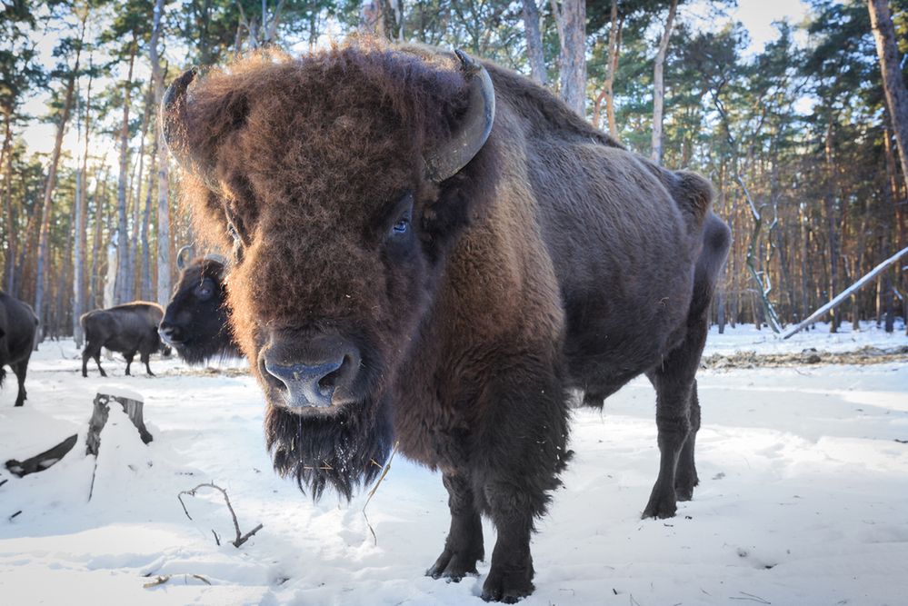 Puszcza Białowieska – cały świat będzie mógł zobaczyć ją przez internet