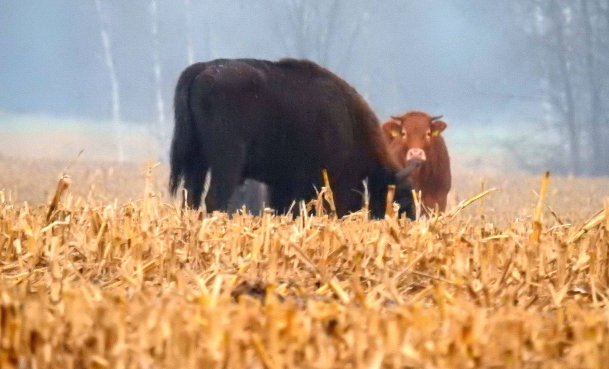 Żubry adoptowały krowę. Niezwykłe zdjęcia z Puszczy Białowieskiej