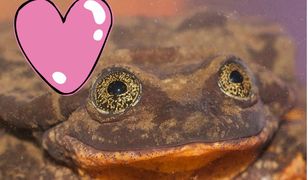 Żaba ogłasza się na portalu randkowym. Ekologiczne lovestory