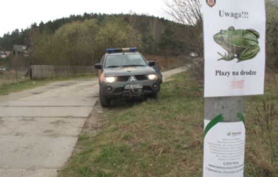 Ratują życie żabom w Gdyni. Straż miejska do boju!