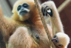 Niezwykłe wydarzenie we wrocławskim ZOO