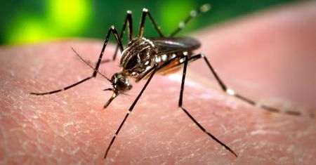 Naukowcy odkryli szczepionkę na wirusa zika