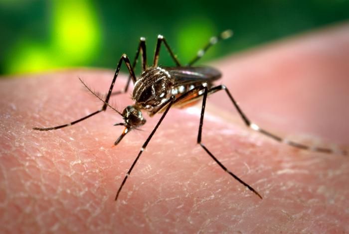 Naukowcy odkryli szczepionkę na wirusa zika