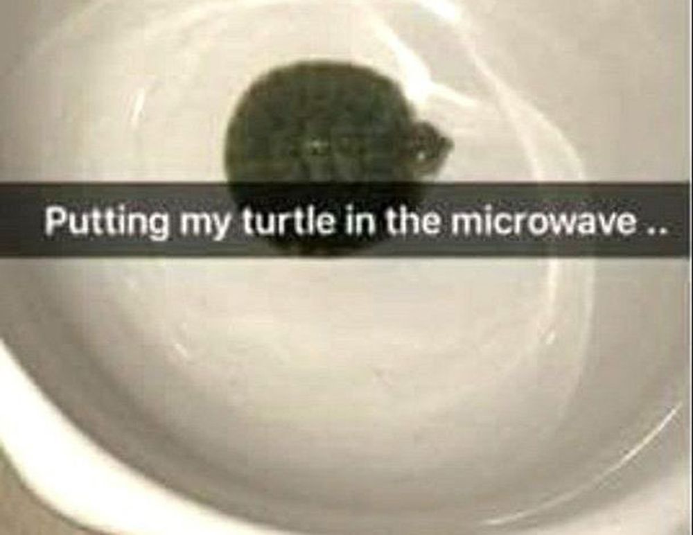 Włożyła żółwia do mikrofali. Jest petycja o aresztowanie