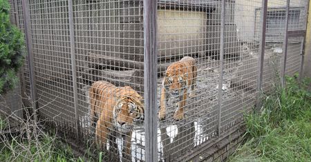 Pomogli zwierzętom z nielegalnej hodowli. Teraz sami są na celowniku