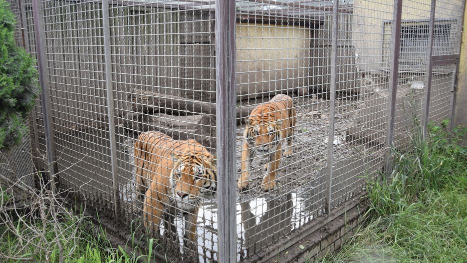 Tygrysy odebrane z nielegalnej hodowli w Pyszącej.