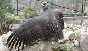 Nowi mieszkańcy krakowskiego zoo