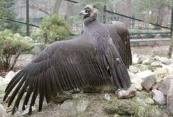 Nowi mieszkańcy krakowskiego zoo