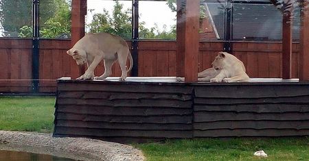 "Niewinne lwiątka zginęły na oczach ludzi". Zoo wydaje oświadczenie